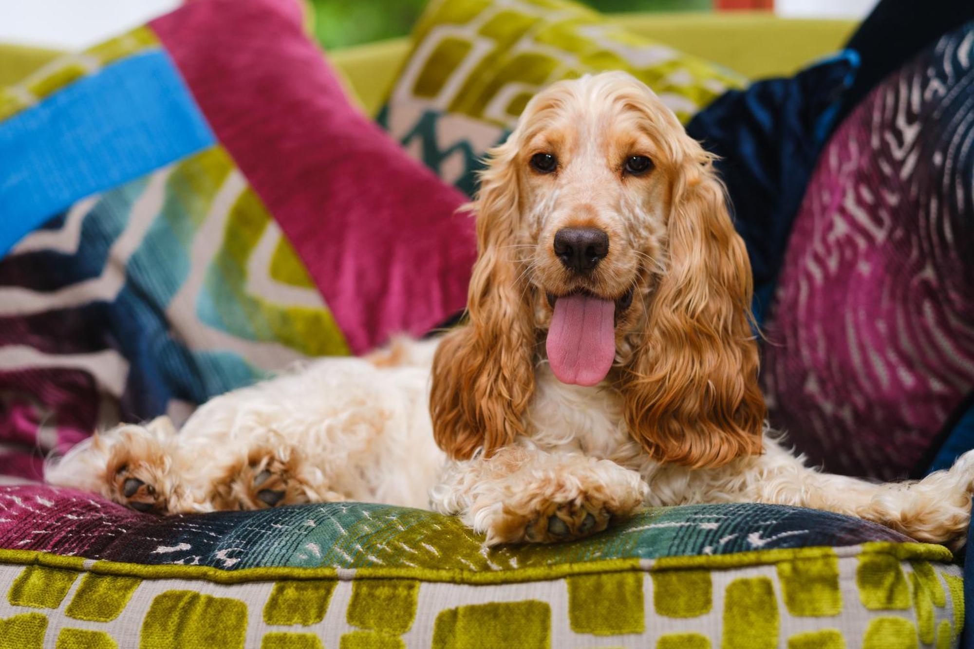 Tig Cottage - A Rural, Quirky, Pet Friendly 2 Bedroom Cottage Near Ballantrae Bagian luar foto