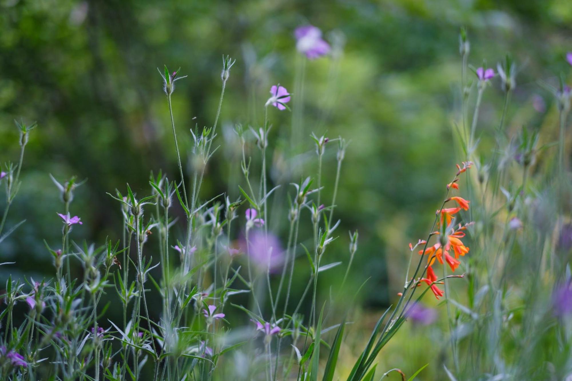 Tig Cottage - A Rural, Quirky, Pet Friendly 2 Bedroom Cottage Near Ballantrae Bagian luar foto